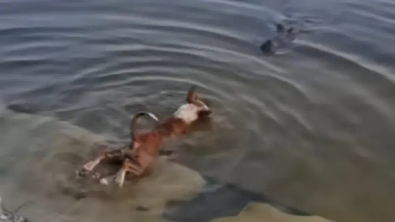 বাগেরহাটের মাজারে কুকুর কুমিরের শিকারে: ভিডিও ভাইরাল, খাদেমদের বক্তব্য ভিন্ন