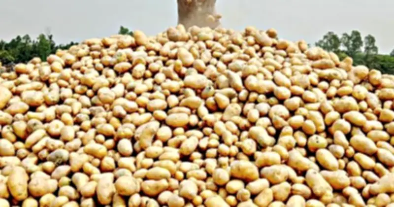 বগুড়ায় বাম্পার আলু উৎপাদনেও কৃষকের মুখে হাসি নেই, প্রতি কেজিতে ৫-৬ টাকা লোকসান