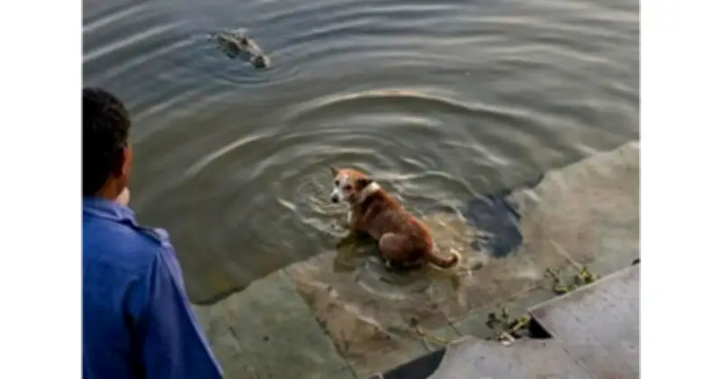 বাগেরহাটের মাজারে কুকুরের করুণ মৃত্যু: কুমিরের শিকার নাকি দুর্ঘটনা?