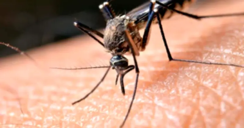অন্ধকারেও মশার নিখুঁত শিকার: নিঃশ্বাস, তাপ ও গন্ধের রহস্য