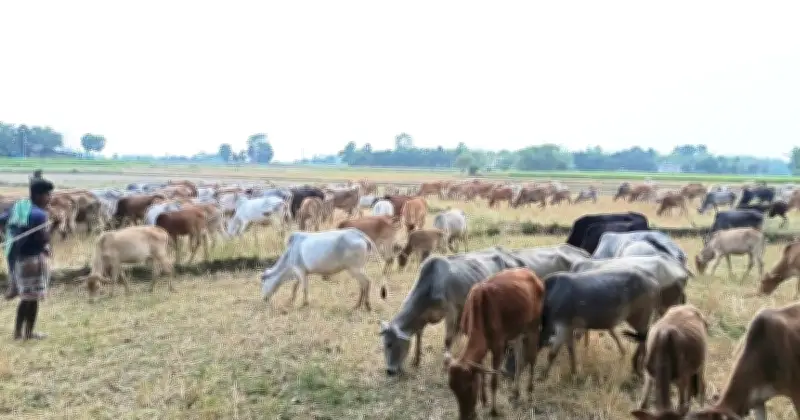 রাজশাহীর তানোরের মাঠে যাযাবর খামারিদের শত শত গরুর পাল, ভাদ্র মাসে লক্ষ লক্ষ টাকার বিক্রি