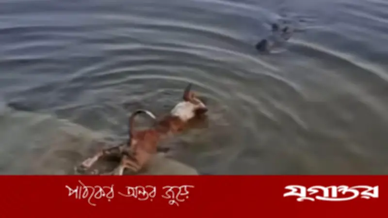 বাগেরহাটে কুকুর-কুমির ঘটনা: সামাজিক মাধ্যমে অপতথ্য ছড়াচ্ছে, আসল ঘটনা ভিন্ন