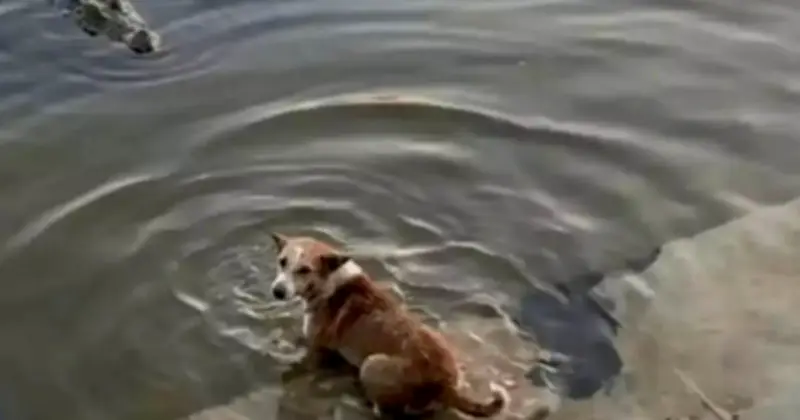 বাগেরহাটের মাজারের দিঘিতে কুকুর-কুমির ঘটনায় তদন্ত কমিটি গঠন, নমুনা সংগ্রহ