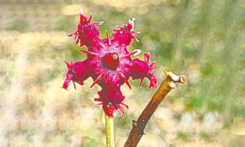 জাতীয় উদ্ভিদ উদ্যানে ফুটেছে দুর্লভ রক্তন ফুল, প্রকৃতির অপূর্ব শিল্পকর্ম