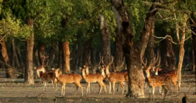 সুন্দরবনে হরিণ শিকার অব্যাহত, বাড়ছে জনসংখ্যা সত্ত্বেও হুমকিতে বন্যপ্রাণী