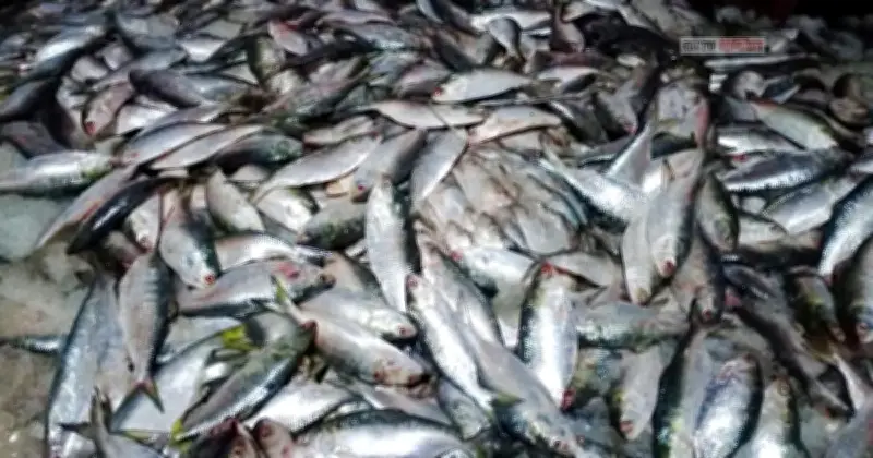 পদ্মা নদীতে জাটকা সংরক্ষণ অভিযানে ১৬০ কেজি ইলিশ ও ৩০ হাজার মিটার কারেন্ট জাল জব্দ