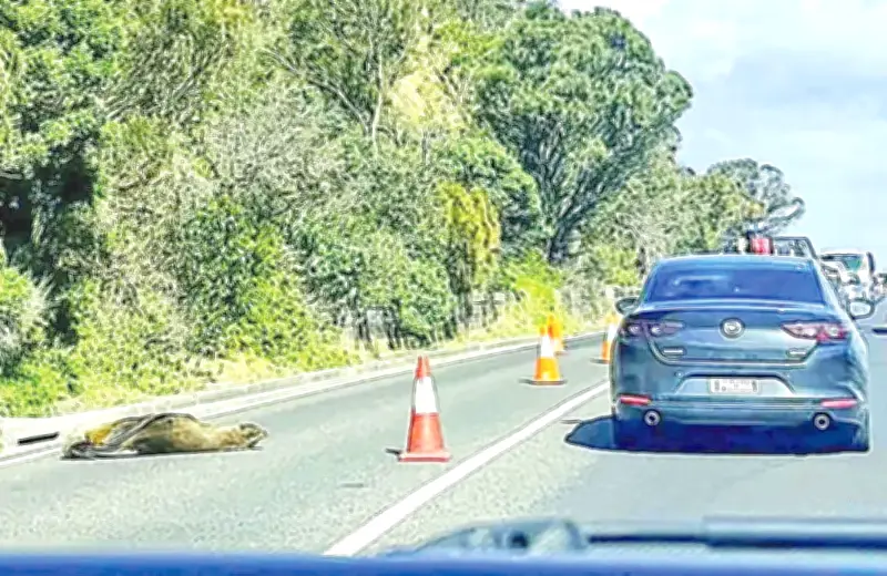 অস্ট্রেলিয়ার রাস্তায় ঘুমন্ত সিলের রাজত্ব, যান চলাচল বন্ধ