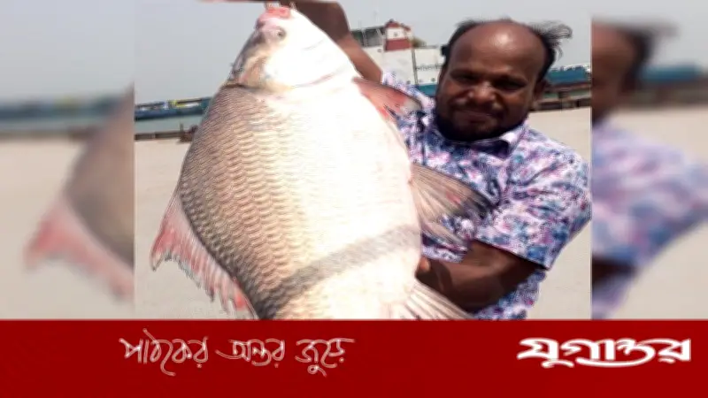 পদ্মা নদীতে ধরা পড়ল সাড়ে ১০ কেজির বিরল কাতল মাছ, বিক্রি ১৩ হাজার ৬৫০ টাকায়