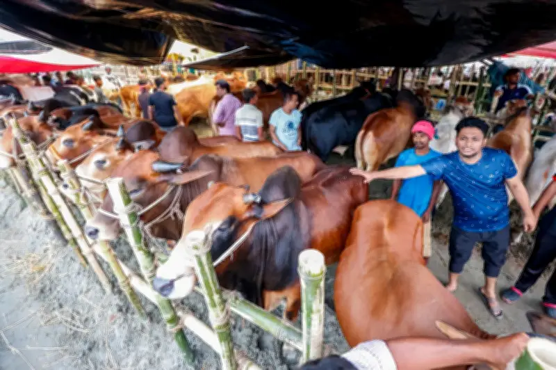 গাবতলী পশুর হাটের ইজারা দর কমে যাওয়ায় উদ্বেগ, প্রতিযোগিতা না থাকায় রাজস্ব ক্ষতি