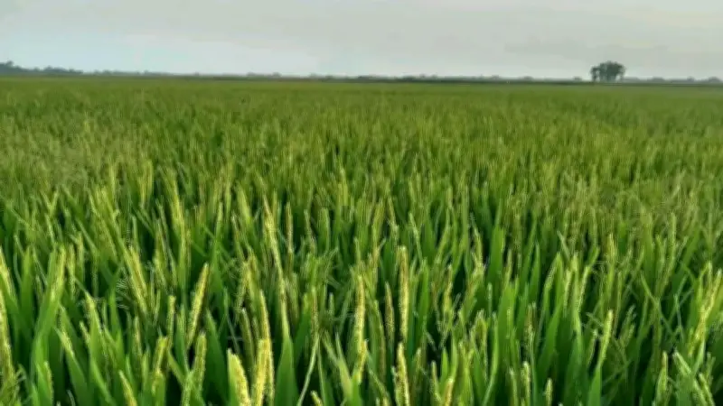 বোরো চাষে স্বপ্নের মাঠ, মেট্রো বন্ধ ও আইনমন্ত্রীর জানাজা: আজকের শীর্ষ খবর