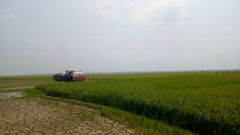 নেত্রকোনার হাওরে বোরো ধান কাটা শুরু, প্রশাসনের বিশেষ উদ্যোগে জ্বালানি তেল সহজলভ্য