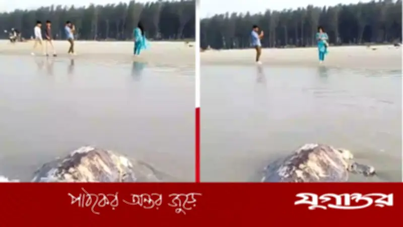 কুয়াকাটায় ৪০ কেজি ওজনের বিরল অলিভ রিডলি কচ্ছপের মৃতদেহ ভেসে এলো