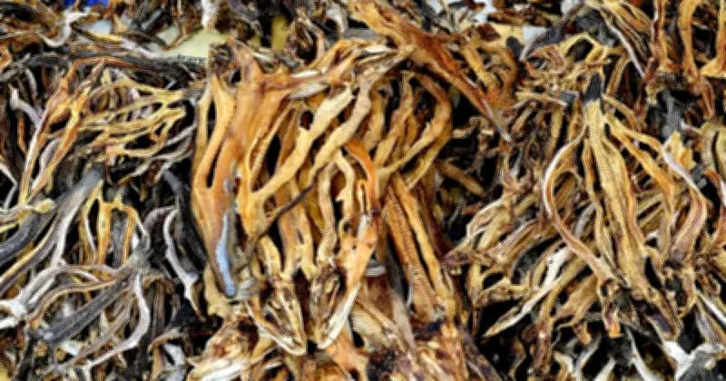 ব্রাহ্মণবাড়িয়ার ঐতিহ্যবাহী শুঁটকি মেলা: বিনিময় প্রথা থেকে মুদ্রার যুগে উত্তরণ