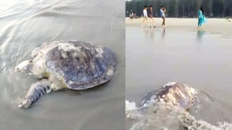 কুয়াকাটায় মৃত কচ্ছপ, তাপপ্রবাহ সতর্কতা, সড়ক অবরোধ ও সরকারি নীতির পরিবর্তন