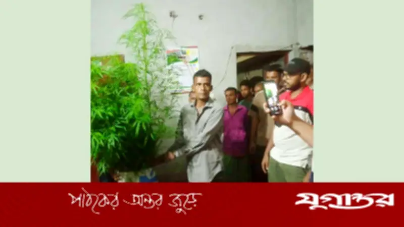 বরিশালের বাবুগঞ্জে গাঁজাচাষি গ্রেফতার: পুলিশের অভিযানে আটক জামাল হোসেন