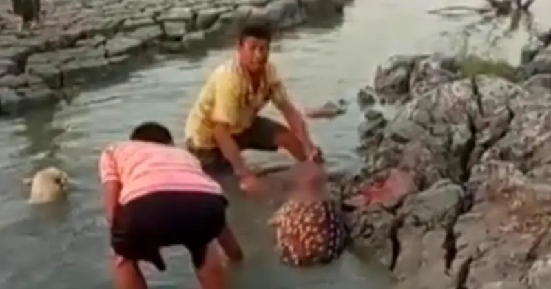 মিরসরাই উপকূলে চিত্রা হরিণ জবাই: ভাইরাল ভিডিওতে ধরা পড়ল নৃশংস দৃশ্য