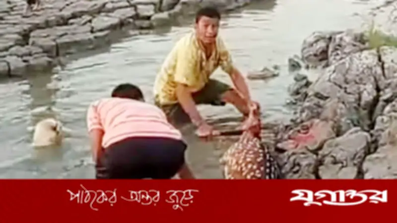 মীরসরাইয়ে মায়াবি হরিণ নিধনের ভিডিও ভাইরাল, বন বিভাগের অভিযান চলছে