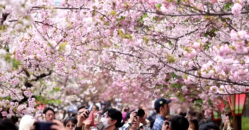 জাপানে ১২০০ বছরের চেরি ফুলের রেকর্ড বাঁচালেন তরুণ গবেষক, জলবায়ু পরিবর্তনের প্রমাণ সংরক্ষিত