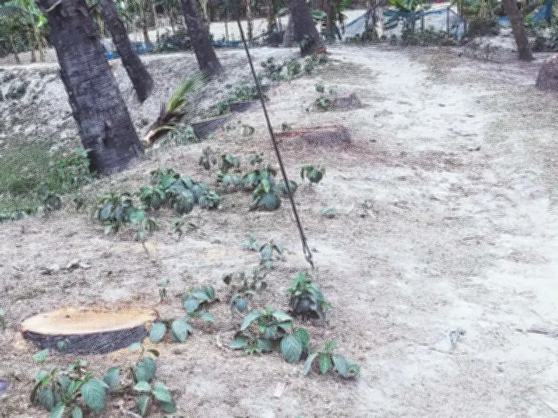 সিরাজগঞ্জে মাদ্রাসার পুকুরপাড় থেকে ৯টি তালগাছ কেটে বিক্রির অভিযোগ, পরিবেশের ক্ষতি