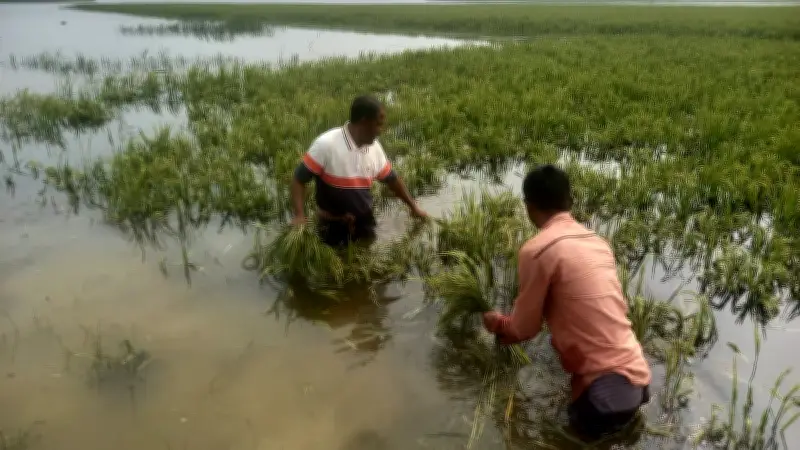 হাওরে অস্থায়ী বাঁধের ফাঁদে কৃষক: জলাবদ্ধতায় ডুবছে ফসল, বাড়ছে সংকট