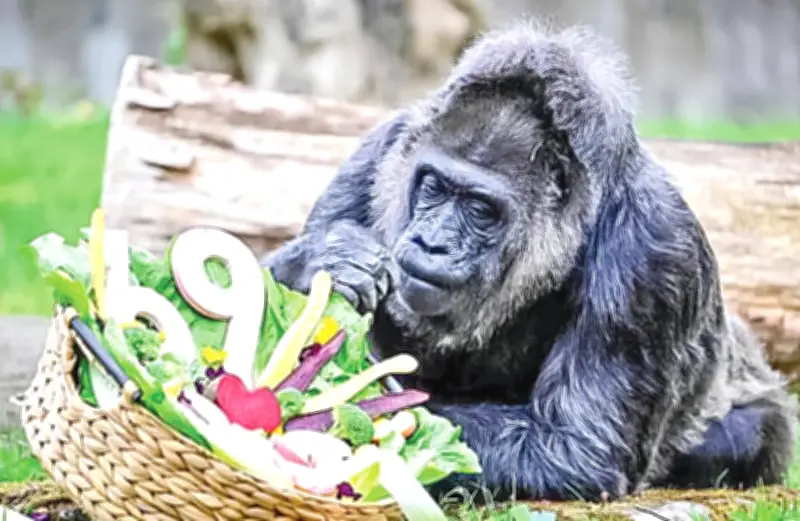 বার্লিন চিড়িয়াখানায় বিশ্বের সবচেয়ে বয়স্ক গরিলা ফাতুর ৬৯তম জন্মদিন উদযাপন