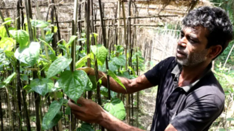 বরজে পান চাষের প্রাণচাঞ্চল্য: কৃষকের পরিশ্রমে সবুজের সমারোহ