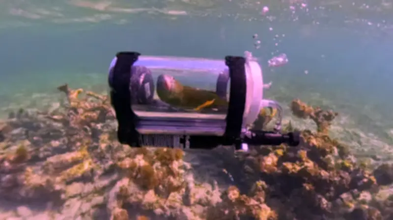 টিয়াপাখি বেবে: সাবমেরিনে আটলান্টিকের তলদেশ ভ্রমণ করে ইতিহাস সৃষ্টি