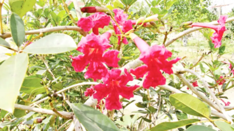 ঝিনাইদহে ফুটেছে বিরল লাল ট্যাবেবুইয়া ফুল, মাদাগাস্কার জুঁইয়ের সৌন্দর্য