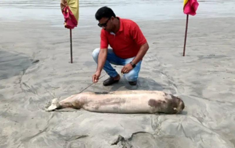 পটুয়াখালীর কুয়াকাটায় মৃত ডলফিন ভেসে আসা: পরিবেশগত হুমকির ইঙ্গিত