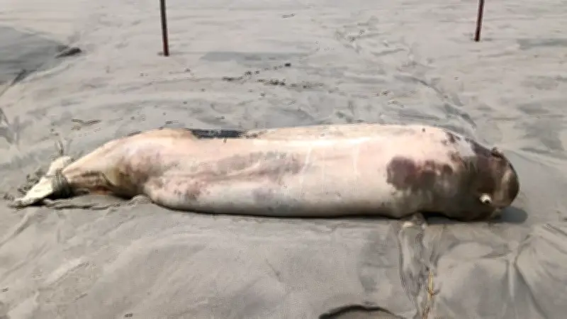 কুয়াকাটায় মৃত ডলফিন, নাটোরে যুবদল নেতার হামলা, রাজধানীতে ট্রাফিক মামলা ও স্কুলে আটকে পড়া ছাত্রী