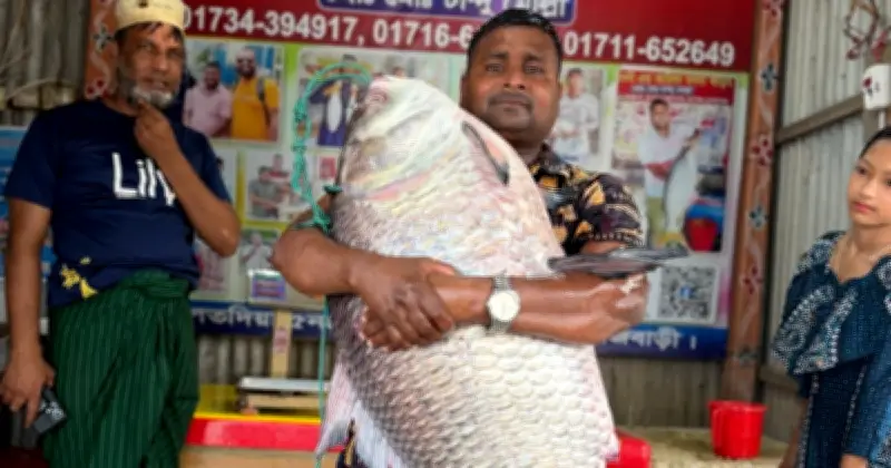 রাজবাড়ীর পদ্মায় জেলের জালে ধরা পড়ল সাড়ে ২৫ কেজি ওজনের বিরাট কাতল মাছ