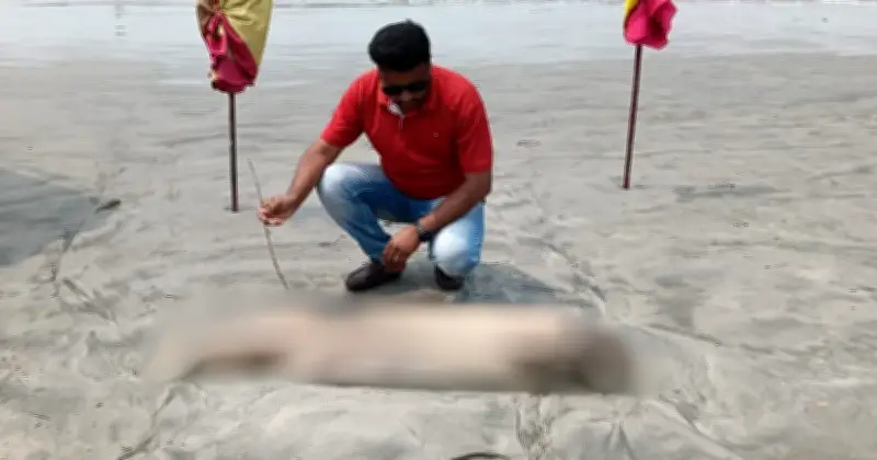 কুয়াকাটায় মৃত ডলফিন ভেসে আসা: পরিবেশগত হুমকির অশনিসংকেত