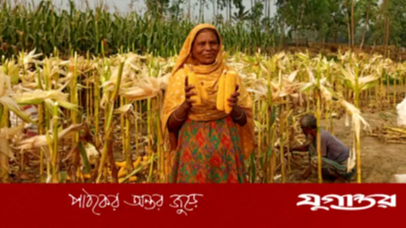 বগুড়ার সারিয়াকান্দিতে রেকর্ড ভুট্টা আবাদ, কৃষকদের মুখে হাসি