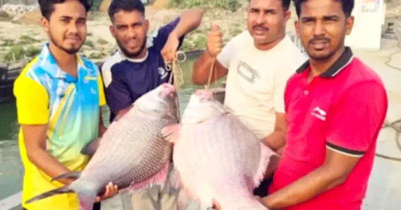 রাজবাড়ীতে ৯১ হাজার টাকায় বিক্রি হলো দুটি বিশাল কাতল মাছ