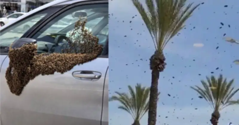 ইসরায়েলের নেতিভতে মৌমাছির বিশাল ঝাঁক, সামরিক বিমানেও আঘাত