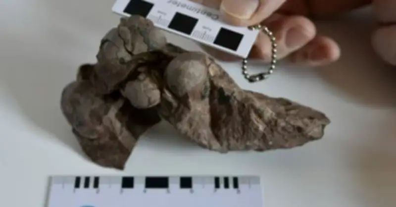 চীনে বিশ্বের ক্ষুদ্রতম উড়তে অক্ষম ডাইনোসরের ডিমের জীবাশ্ম শনাক্ত, গিনেস রেকর্ড