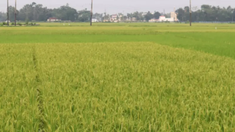 মৌলভীবাজারে হাওরজুড়ে সবুজের সমারোহ, ধান কাটার অপেক্ষায় কৃষক