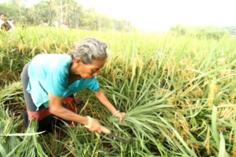 কুয়াশাচ্ছন্ন শীতে আউশ ধান রোপণ থেকে ঘরে তোলা পর্যন্ত কৃষকের পরিশ্রম