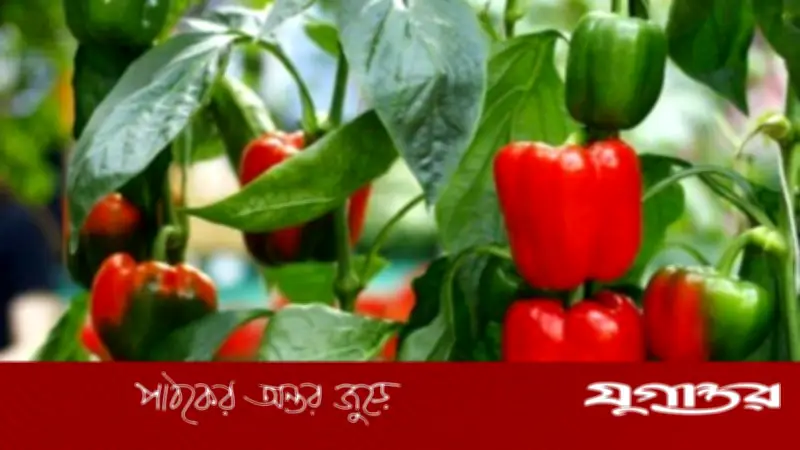 বাংলাদেশে ক্যাপসিকাম চাষের ব্যাপক সম্প্রসারণ: উচ্চ আয়ের সম্ভাবনা ও বাজার চাহিদা