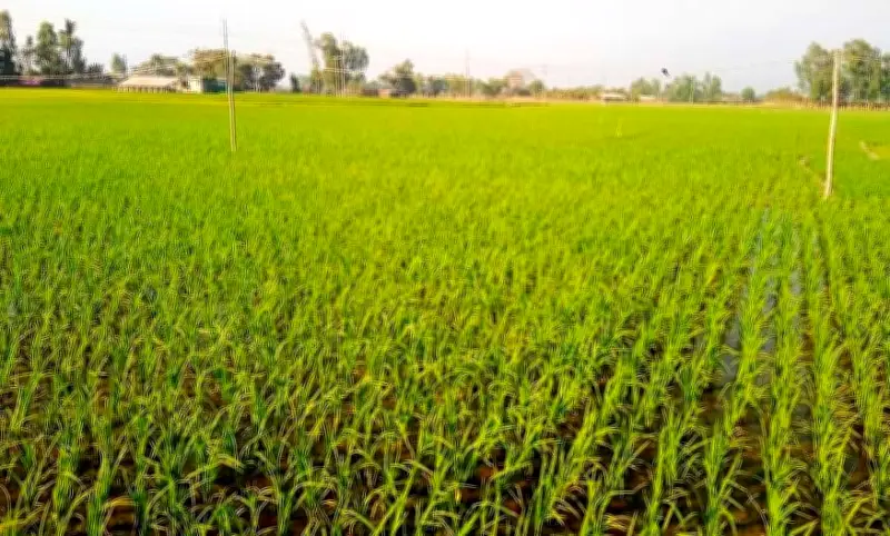 কক্সবাজারে জ্বালানি সংকটে বিপন্ন বোরো ধানের চাষ, হাজার হাজার পাম্প বন্ধ