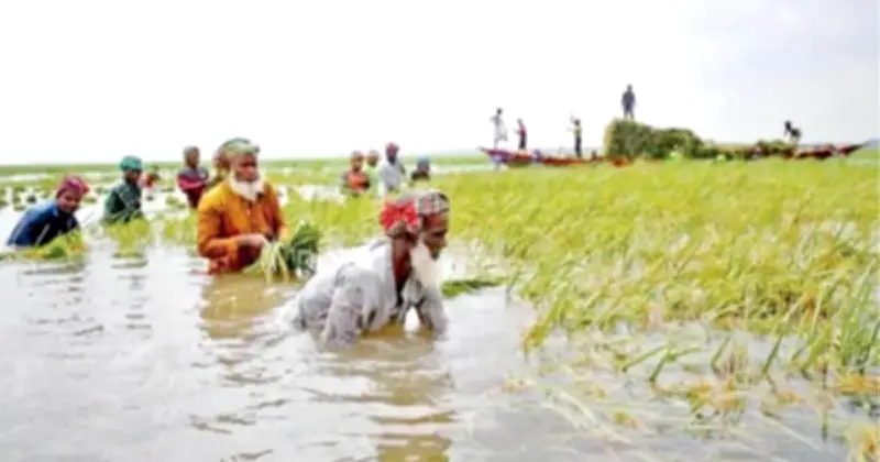সিলেটের হাওরে ধান কাটার সংকট: জ্বালানি ও জলাবদ্ধতা কৃষকদের দুর্ভোগ বাড়াচ্ছে