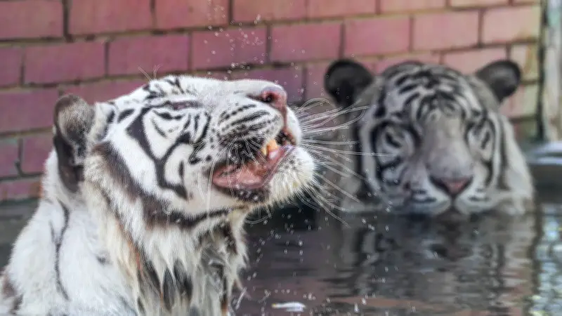 প্রচণ্ড গরমে বাঘের ছায়া ও পানির খোঁজ, ঢাকা চিড়িয়াখানায় স্বস্তির মুহূর্ত