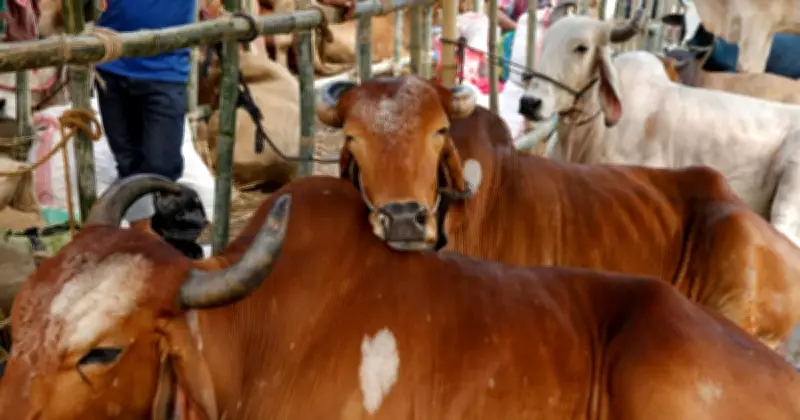 ঈদুল আজহায় রাজধানীতে ২৪টি অস্থায়ী হাট স্থাপন, মোট ২৬ বাজারে পশু বিক্রি