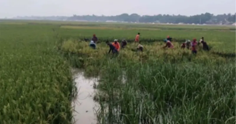 বজ্রপাতের আতঙ্কে হাওরের কৃষক: ধান কাটার মৌসুমে জীবন-মৃত্যুর সংকট