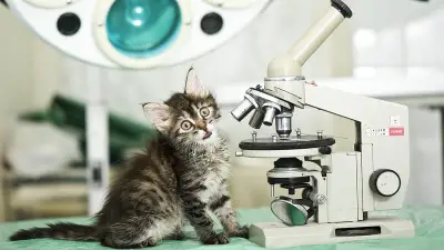 বিজ্ঞান জার্নালে বিড়ালের নামে গবেষণাপত্র: চেস্টার নামের বিড়ালের অদ্ভুত কাহিনী