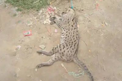 সন্দ্বীপে বিপন্ন প্রজাতির মেছো বিড়াল হত্যা ও বৈদ্যুতিক খুঁটিতে ঝুলিয়ে রাখার ঘটনায় জরিমানা