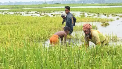 অকালবন্যার শঙ্কায় সুনামগঞ্জের হাওরে ধান কাটছেন কৃষকেরা, জরুরি বৈঠক