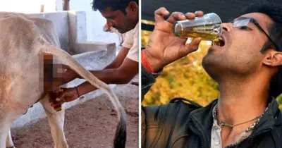 ভারতের উত্তরাখণ্ডে চারধাম যাত্রায় অ-হিন্দুদের জন্য গোমূত্র পান বাধ্যতামূলক