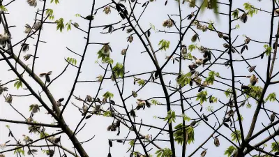 বৈশাখের গরমে শিমুলের তুলার মেলা