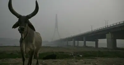 ভারতের কঠোর সমালোচনা ট্রাম্পের ‘হেলহোল’ মন্তব্যে